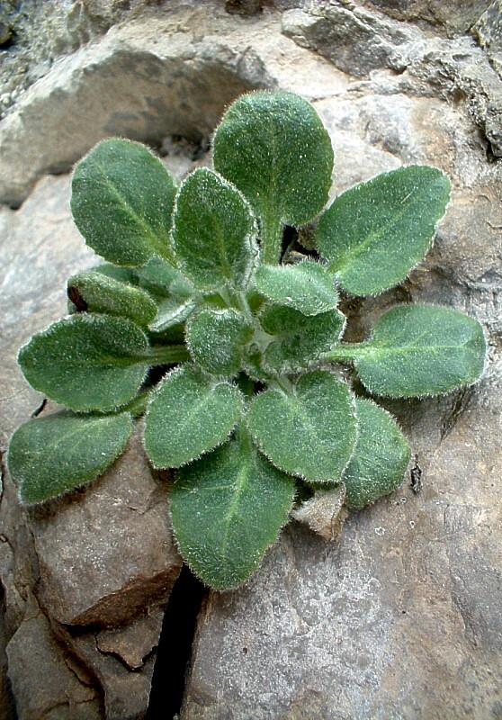 Campanula elatinoides / Campanula dell''Insubria